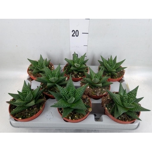 xGasterhaworthia  'Royal Highness'