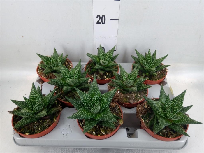 <h4>xGasterhaworthia 'Royal Highness'</h4>