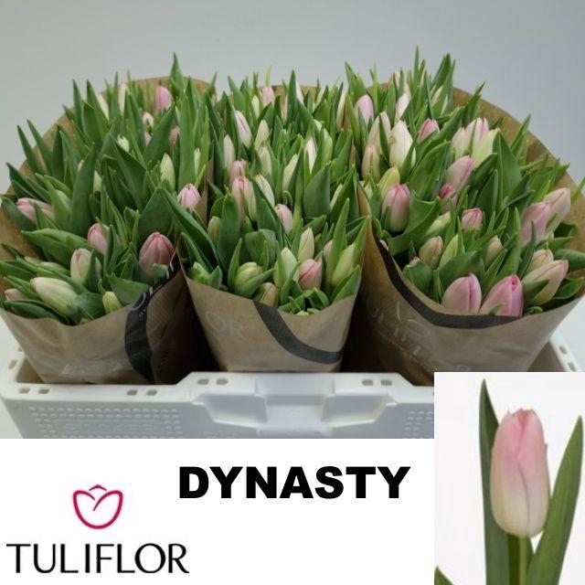 <h4>TU EN DYNASTY</h4>