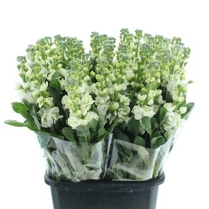 Matth Incana Iron White Super