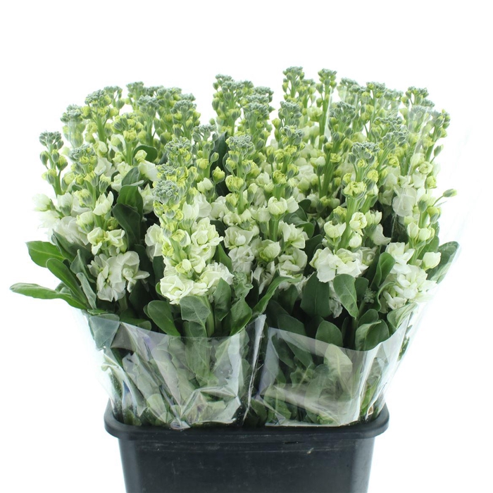 <h4>Matth Incana Iron White Super</h4>