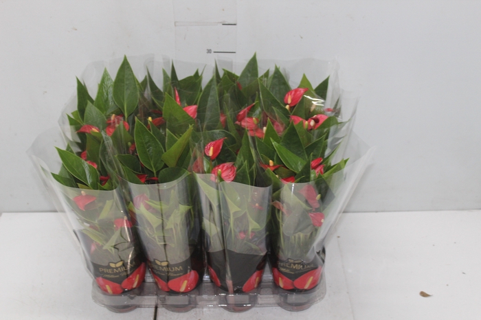 <h4>ANTHURIUM MINI MILLION FLOWERS P09</h4>