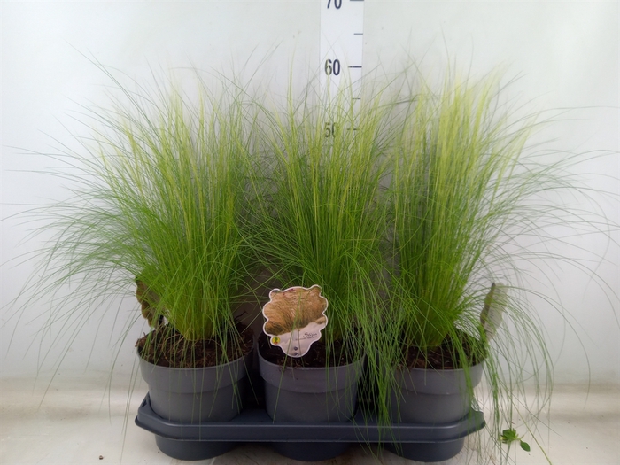 <h4>Stipa tenuissima 'ColGra Pony Tail'</h4>