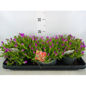 Delosperma coop. 'JewDesert'  ..mix