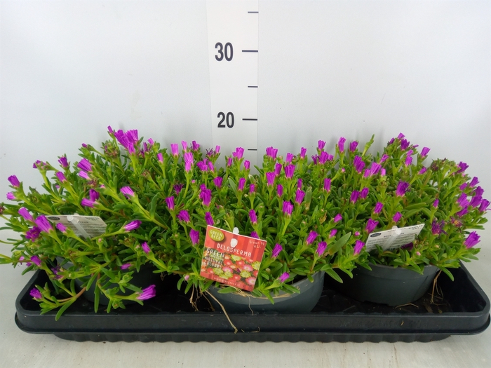 <h4>Delosperma coop. 'JewDesert'  ..mix</h4>