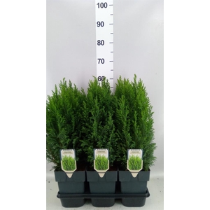 Chamaecyparis laws. 'Ellwoodii'