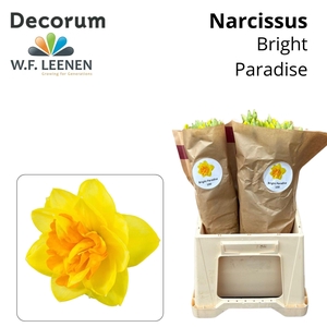 Narcissus Bright Paradise 566