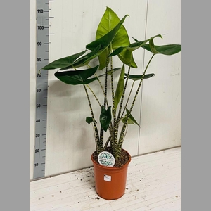 ALOC ZEBRINA