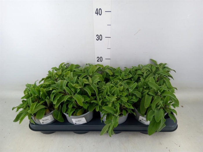 <h4>Salvia officinalis</h4>