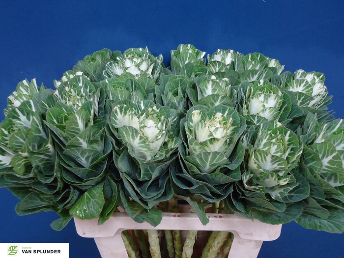 <h4>BRASS EMPIRE FEDORA</h4>