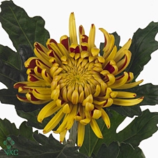 <h4>CHRYSANTHEMUM PL 'FUEGO'</h4>