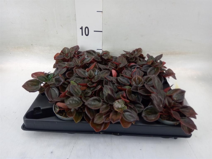 <h4>Peperomia</h4>