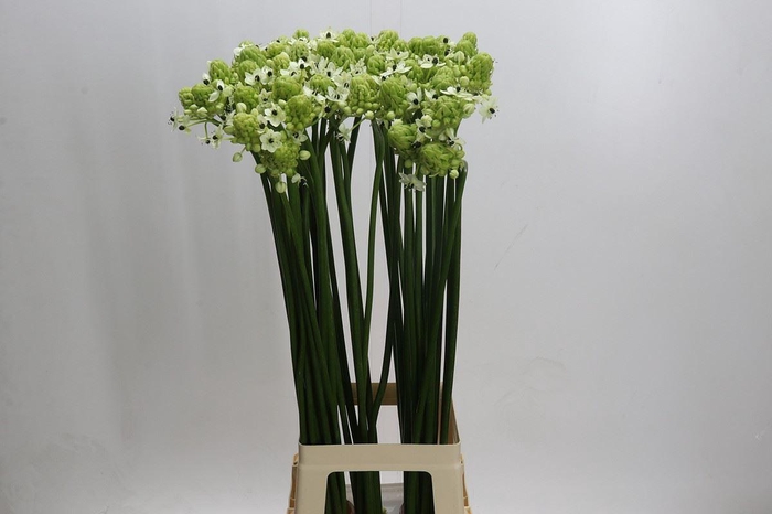 <h4>Ornithogalum saundersiae</h4>