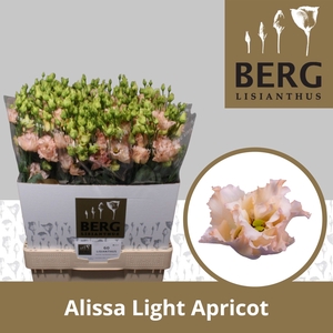 Lisianthus Alissa Light Apricot