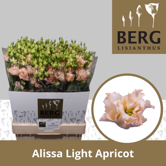 <h4>Lisianthus Alissa Light Apricot</h4>