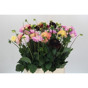 Dahlia Mix In Bos