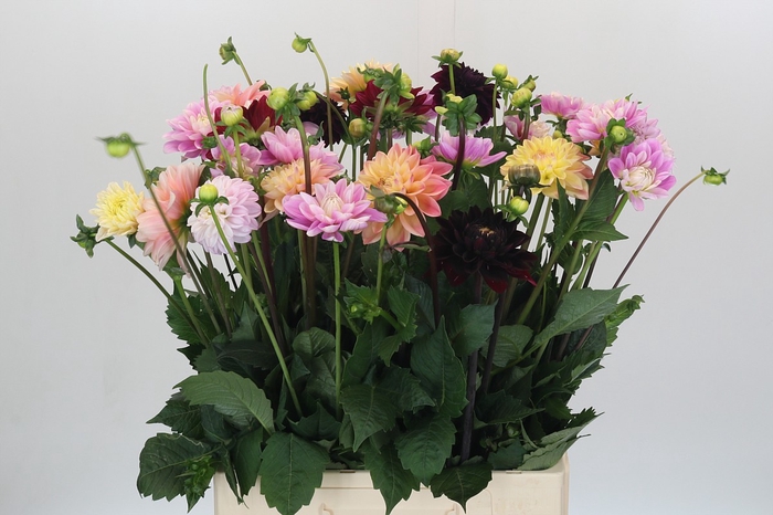 <h4>Dahlia Mix In Bos</h4>
