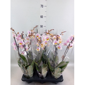 Phalaenopsis multi. 'Ant San Jose'