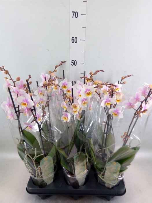 <h4>Phalaenopsis multi. 'Ant San Jose'</h4>