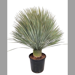 YUC ROSTRATA