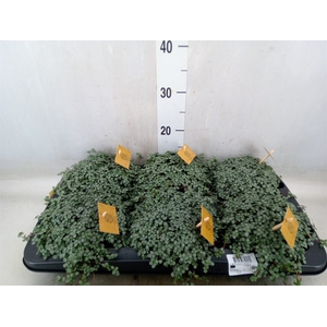 Pilea glaucophylla 'Greyzy'