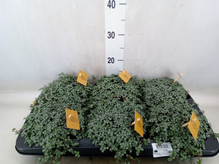 <h4>Pilea glaucophylla 'Greyzy'</h4>