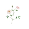 Ranunculus Extra Pink light