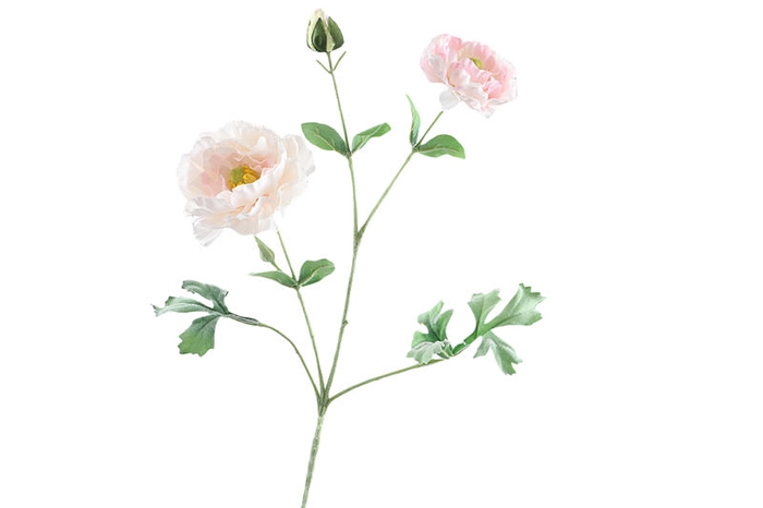 <h4>Ranunculus Extra Pink light</h4>