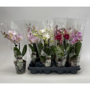 PHAL GEM