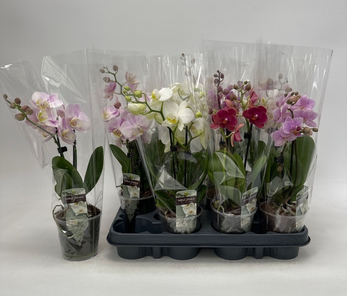 <h4>PHAL GEM</h4>