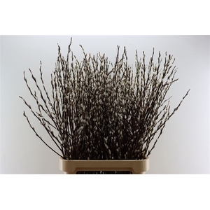 Salix Wilgenkatjes Spray