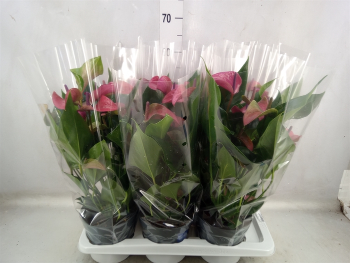 <h4>Anthurium andr. 'Pure Purple'</h4>