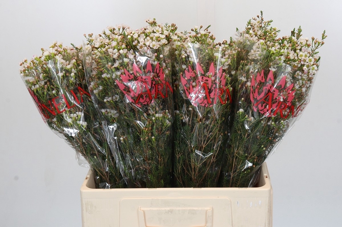 <h4>Chamelaucium Morning Delight</h4>
