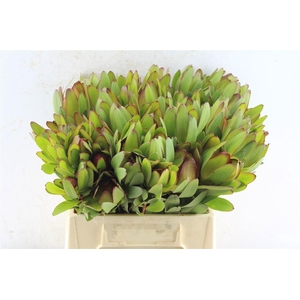 LEUCAD SAF GOLDSTRIK