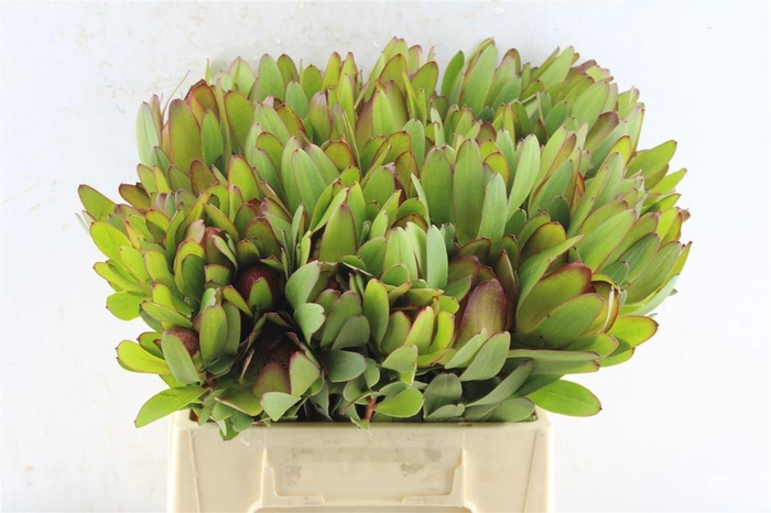 <h4>LEUCAD SAF GOLDSTRIK</h4>