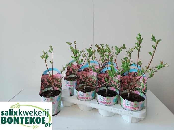<h4>SALIX IN FLAMINGO</h4>