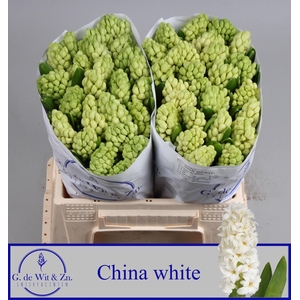 Hyac China White