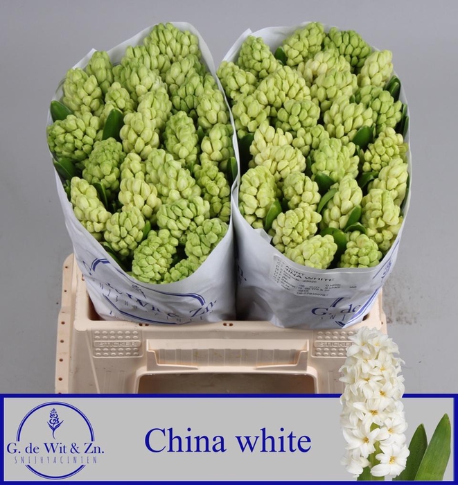<h4>Hyac China White</h4>