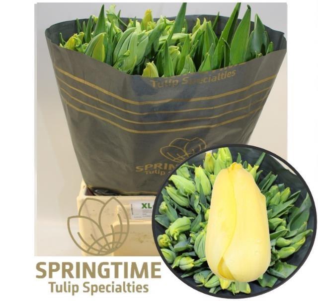 <h4>TU EN OUVEZE</h4>