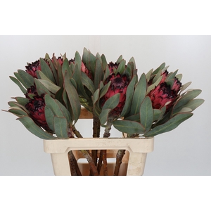 Protea Barbigera Ruby Princess Air