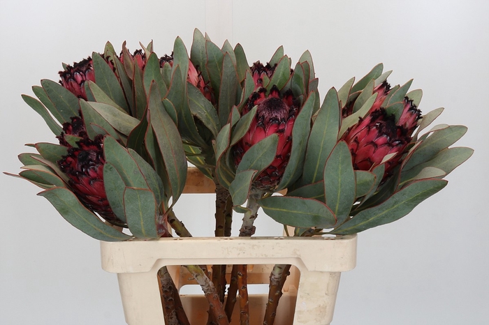 <h4>Protea Barbigera Ruby Princess Air</h4>