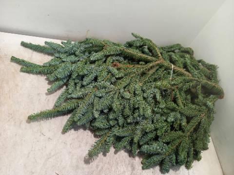 <h4>ABIES NOB BLAUW KILO</h4>