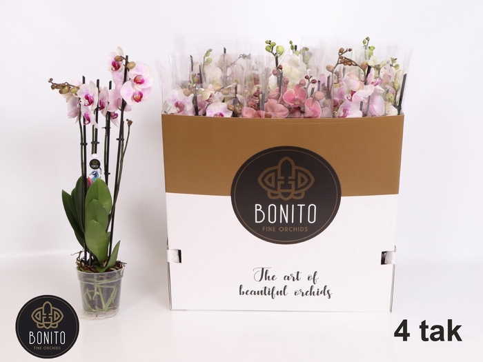 <h4>PHAL GEM 6 KL</h4>