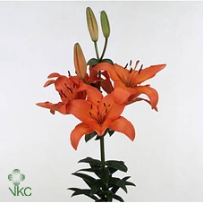 21977: Contradiction arrangement