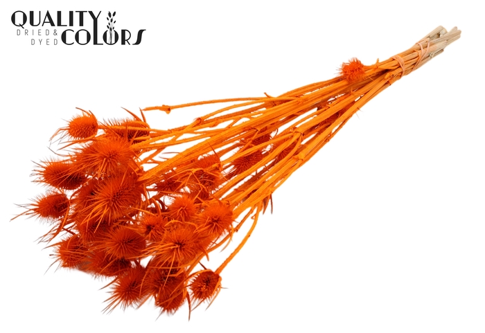 Cardi Distel Bleached 10pc/bunch 55cm Orange