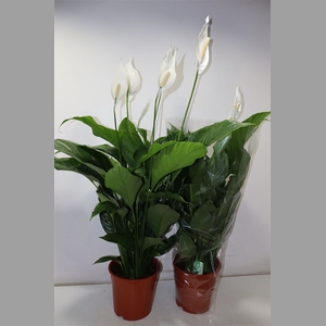 Spath Sweet Lauretta