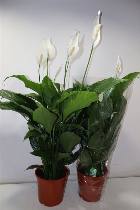 <h4>Spath Sweet Lauretta</h4>