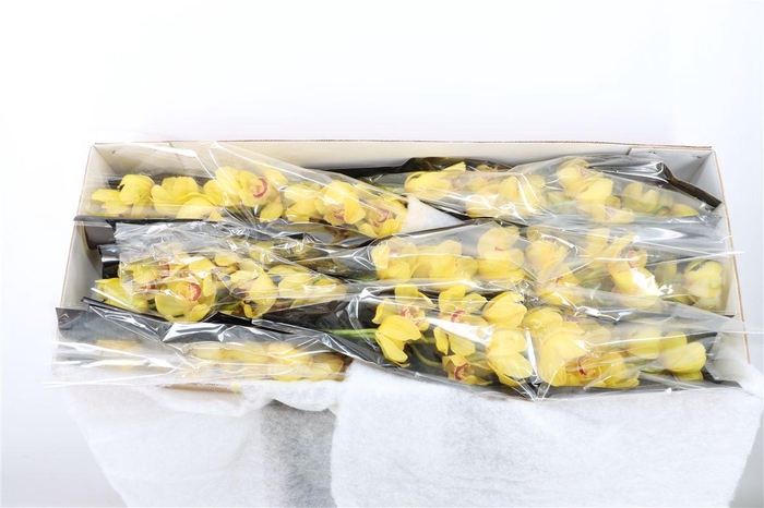 <h4>Cymb Yellow Red Lips 12+</h4>