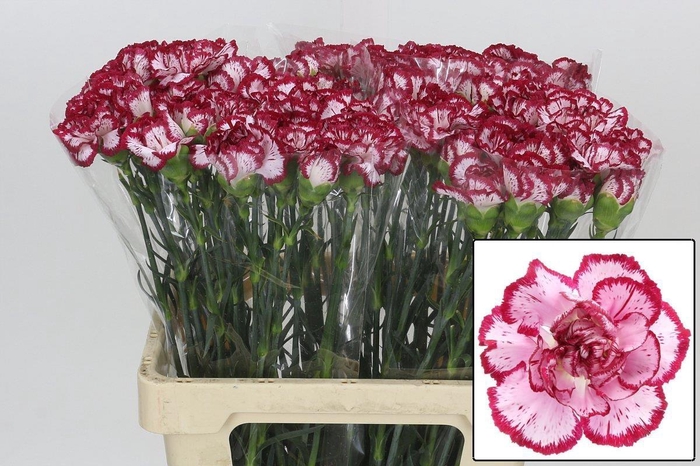 <h4>DI ST BACARAT</h4>