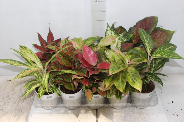 <h4>AGLAONEMA VARIADA P12 PREMIUM</h4>